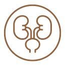 Graphic representation of kidneys, symbolizing UroCare Specialist's advanced kidney stone treatments and focus on urologic health